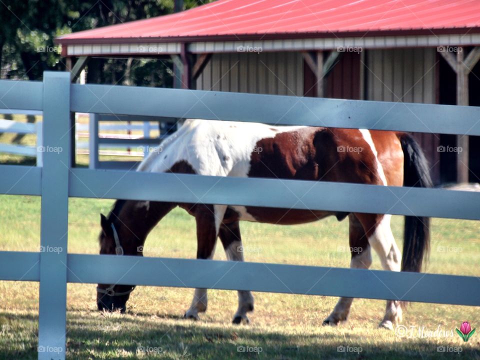 Paint Horse