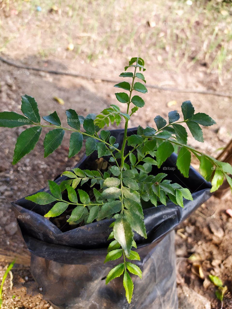 Curry leaves tree which has aussum taste and smell.