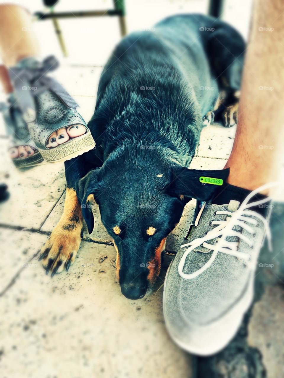 A funny, cute, black dog lying and sleeping under the table next to the people's feet and legs.