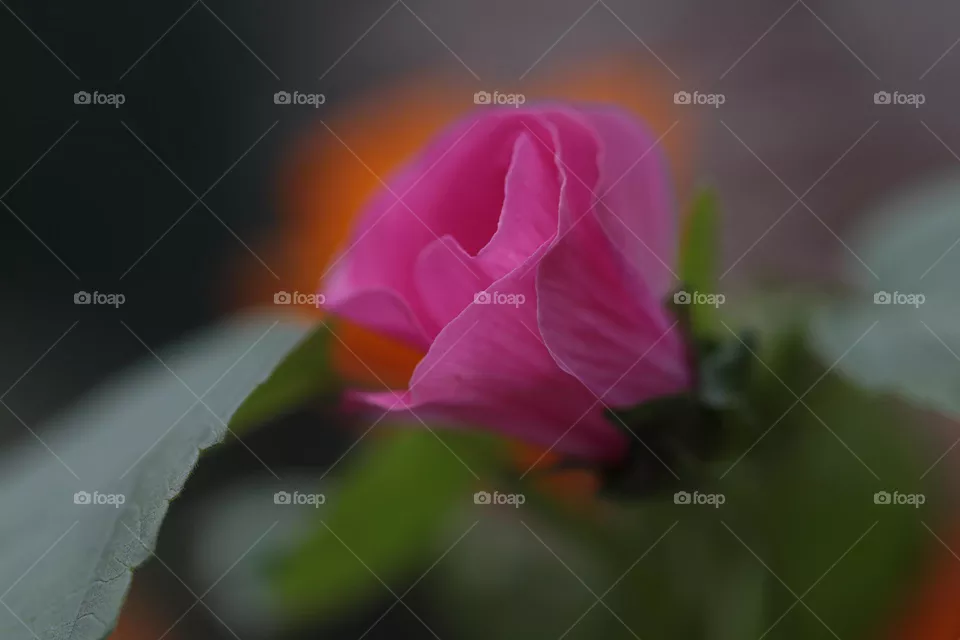 Rosa Blüte