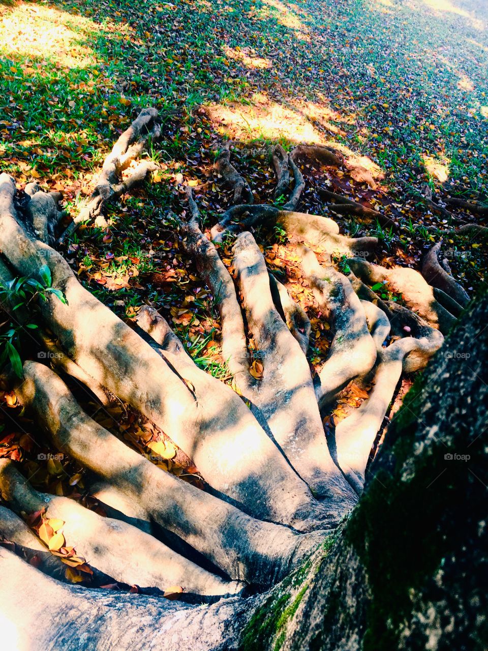 Huge roots forming a beautiful pattern on the ground.