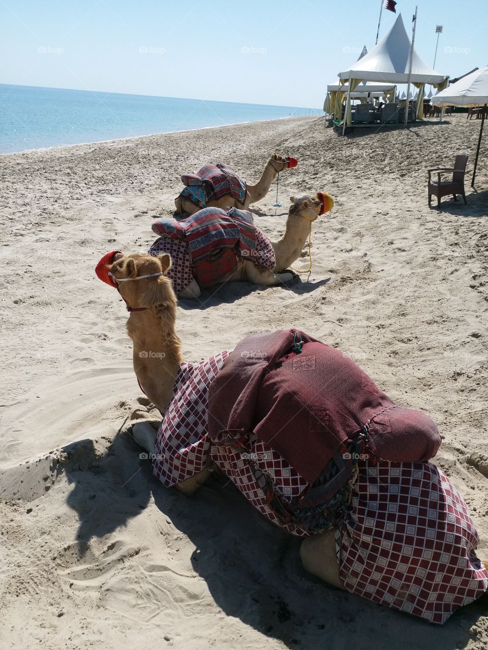 3 camels on the beach, Qatar