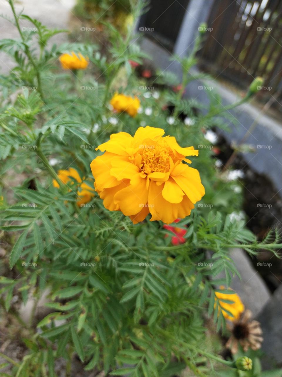 My flower. Padang Indonesia, West Sumatra, 11/07/2022