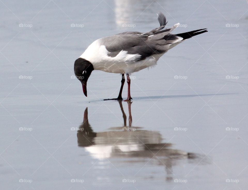 Bird reflection