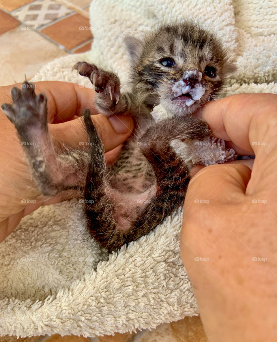 Due a covid a lot of pets were abandoned.we tried to help kitty with few days to eat some milk to try to survive. 