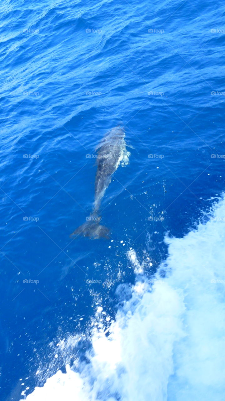 common dolphin bow riding