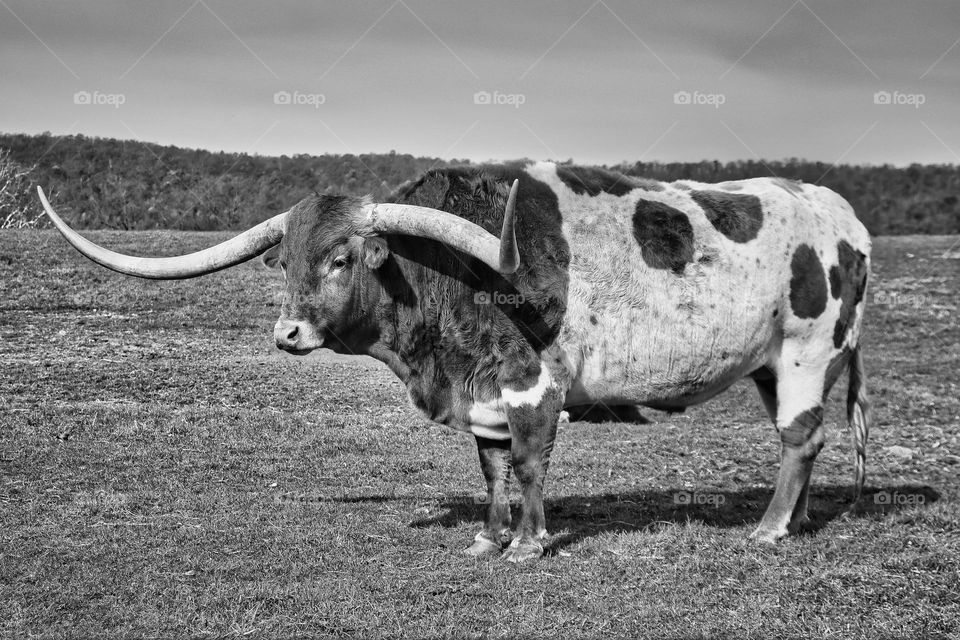 Texas Longhorn