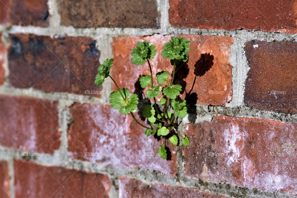 plant growing from a crack in a brick wall.