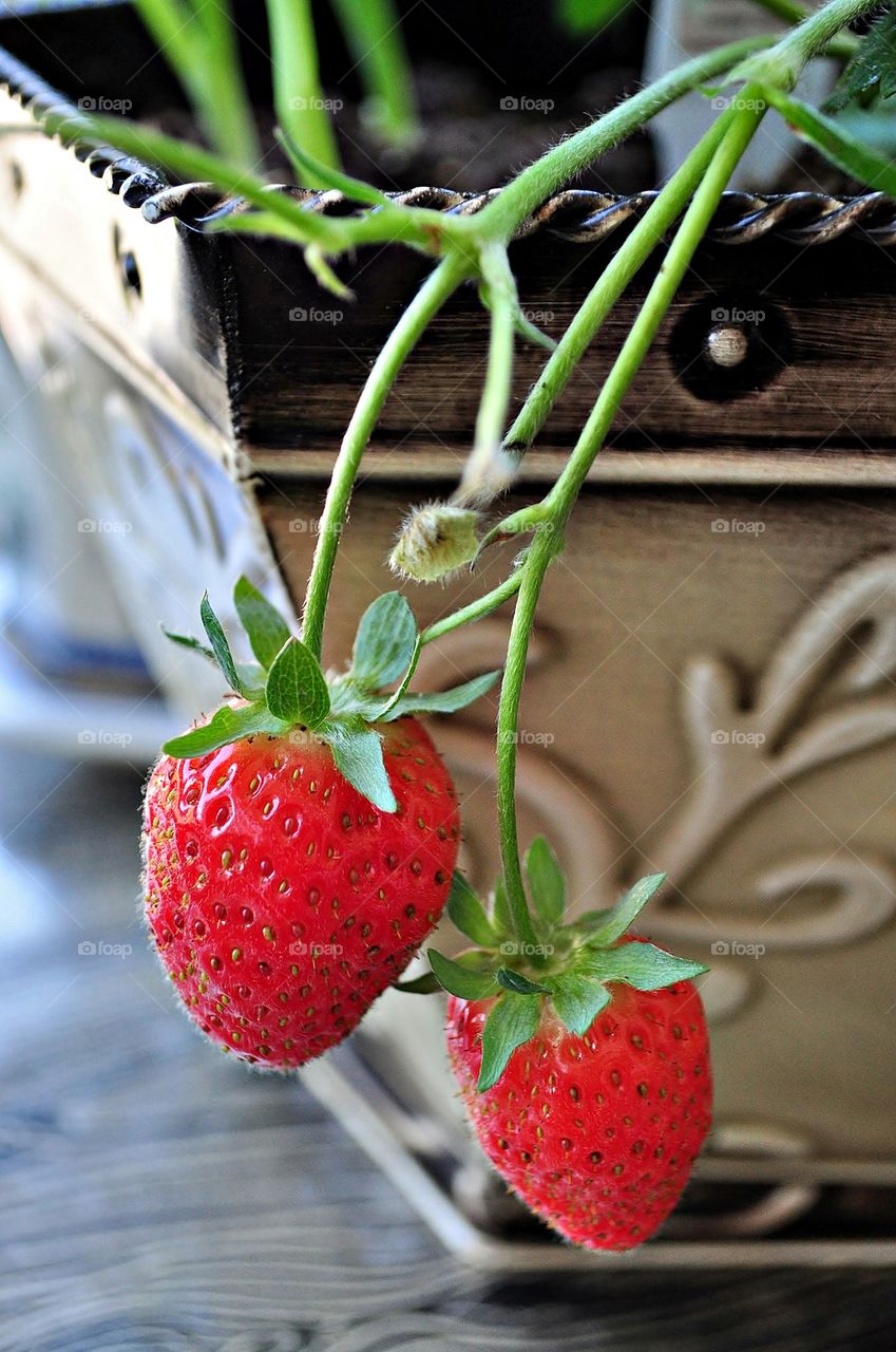 Close-up of strawberry fruit
