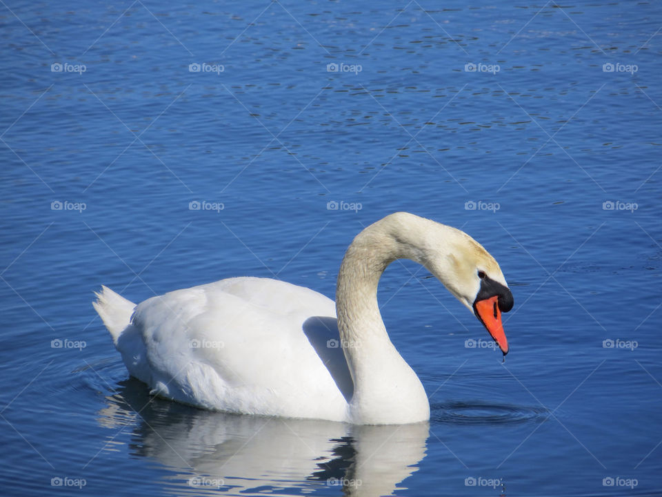 Swan