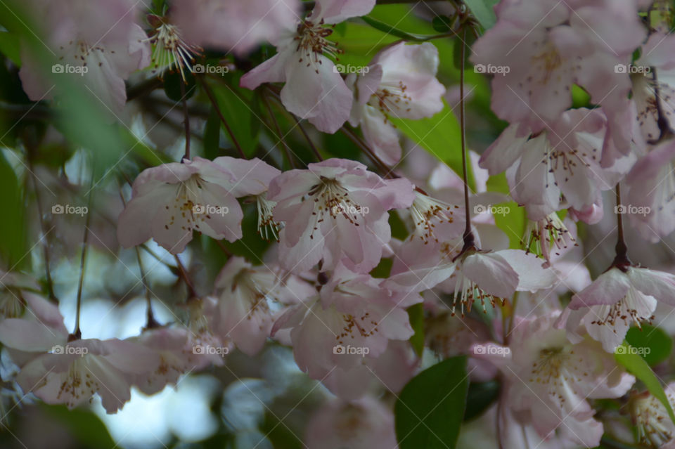 spring italy flower bloom by monggu