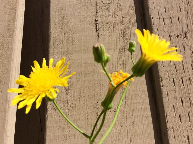 Wild yellow flower