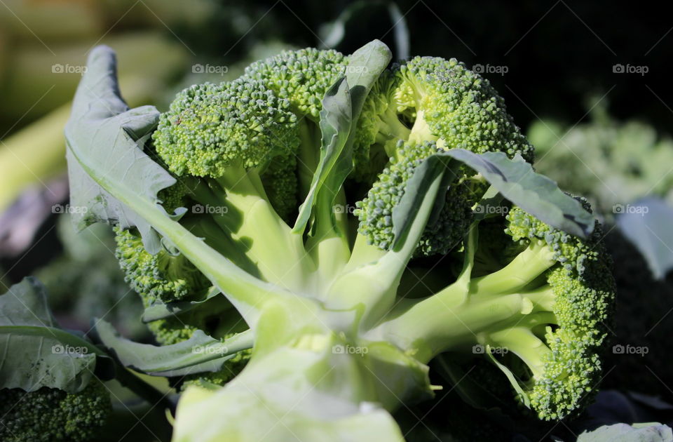 Close-up of a broccoli