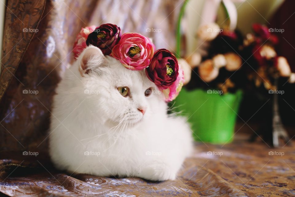 Beautiful kitty with flowers crown on the head
