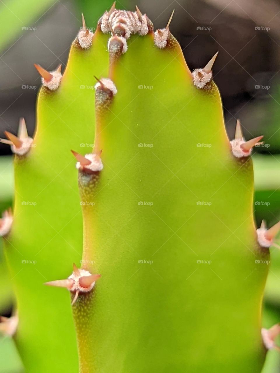 dragon fruit plant😁