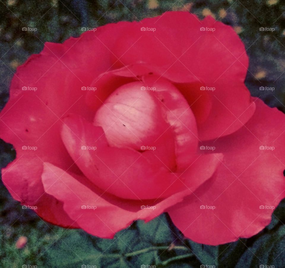 🌹 🇺🇸 Very beautiful flowers to brighten our day.  Live nature and its beauty. Did you like the delicate petals? / 🇧🇷 Flores muito bonitas para alegrar nosso dia. Viva a natureza e sua beleza. Gostaram das pétalas delicadas? 