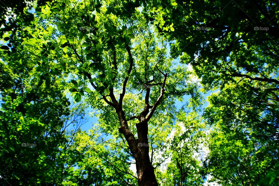 Trees in the state park in Indiana 