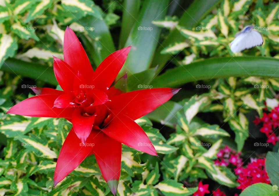 Red flower