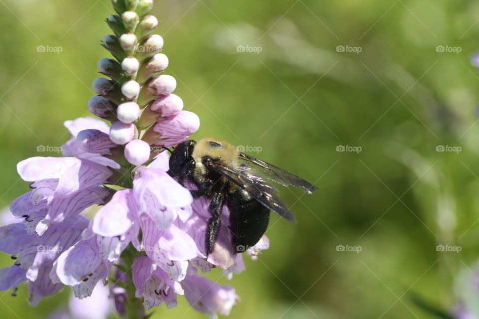 Flower and a bee