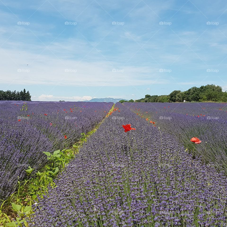 A lovely lavender field under the sunny sky of Provence