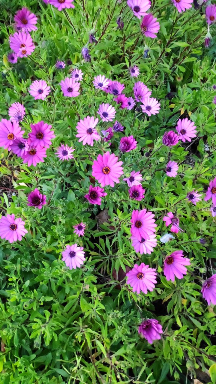 Dimorphotheka Ecklonis.