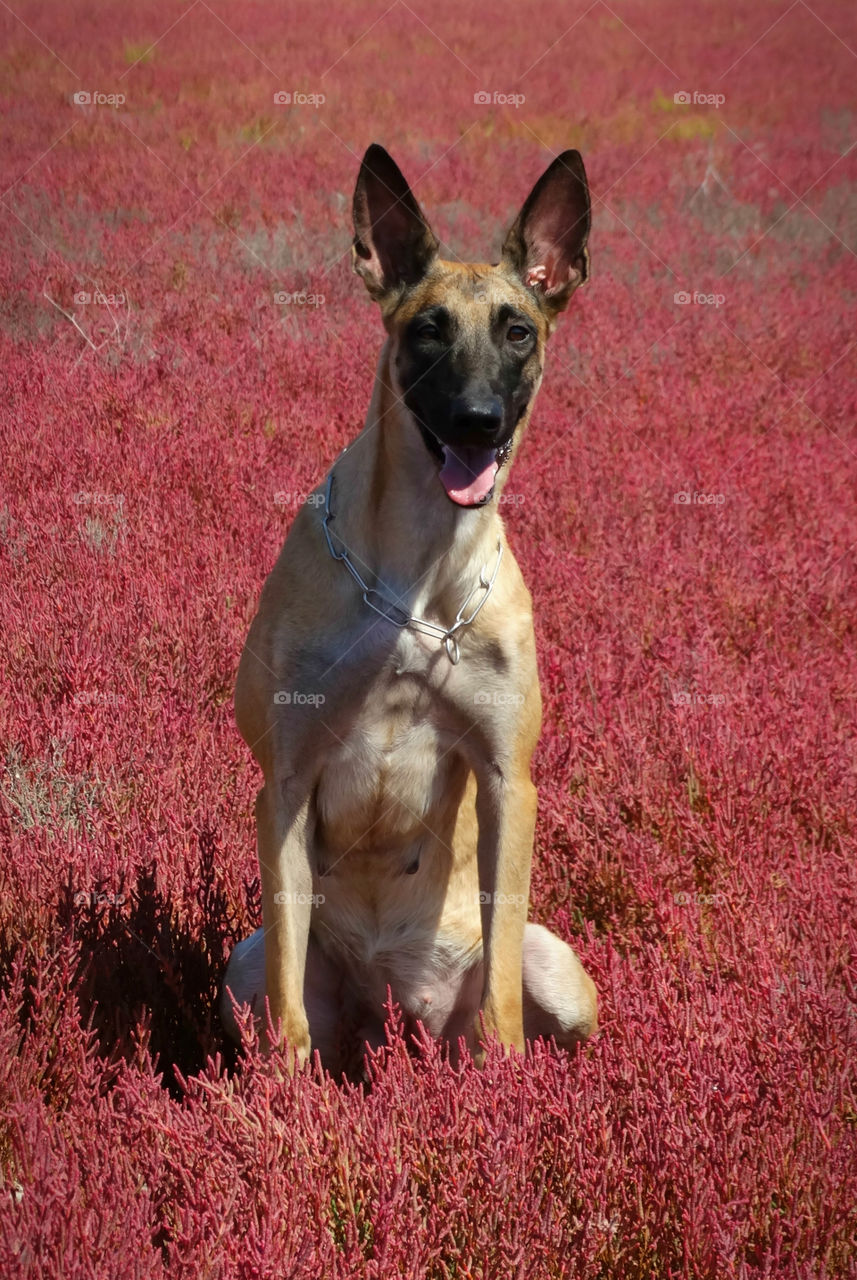 Belgian shepherd malinois dog