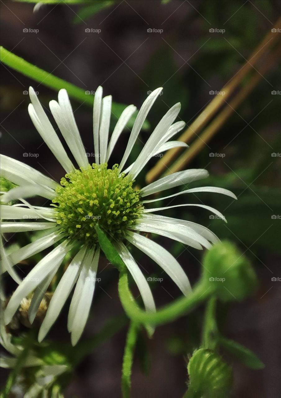 Macro photo of a flower growing in the garden