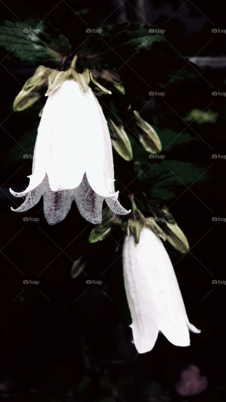 White Bell Flowers