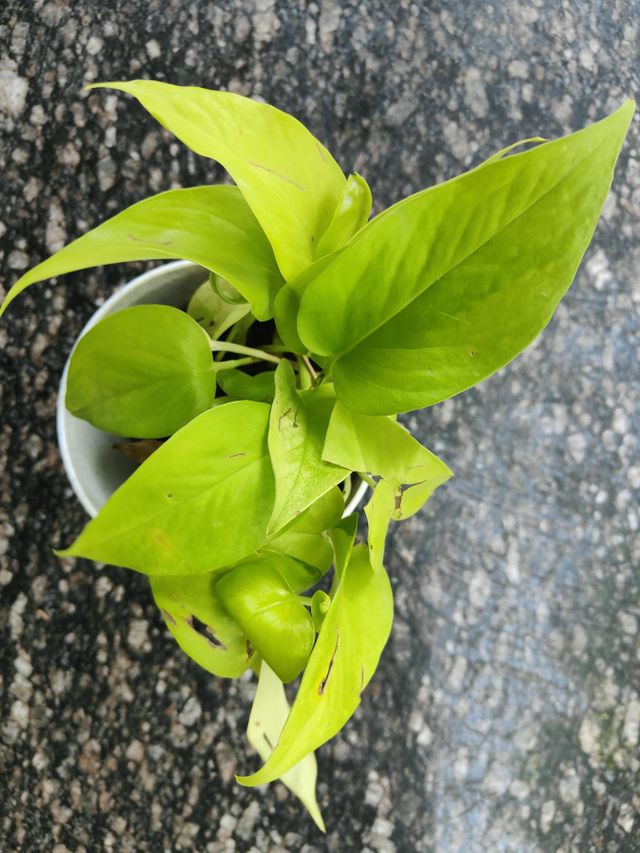 Green plants