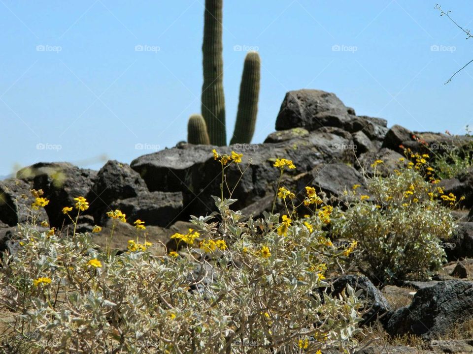 Desert hike