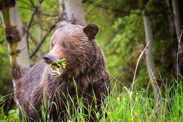 grizzly bear eating flowers