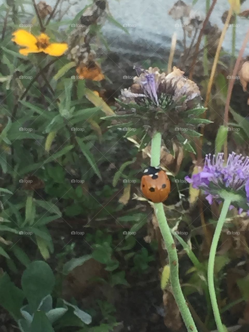 Ladybug on flowers 