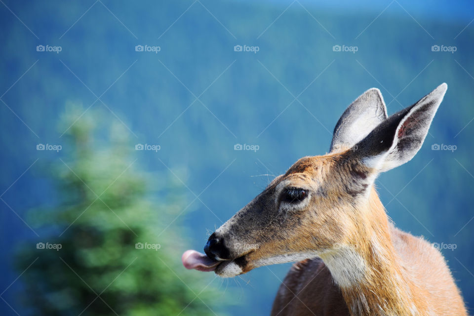 Deer