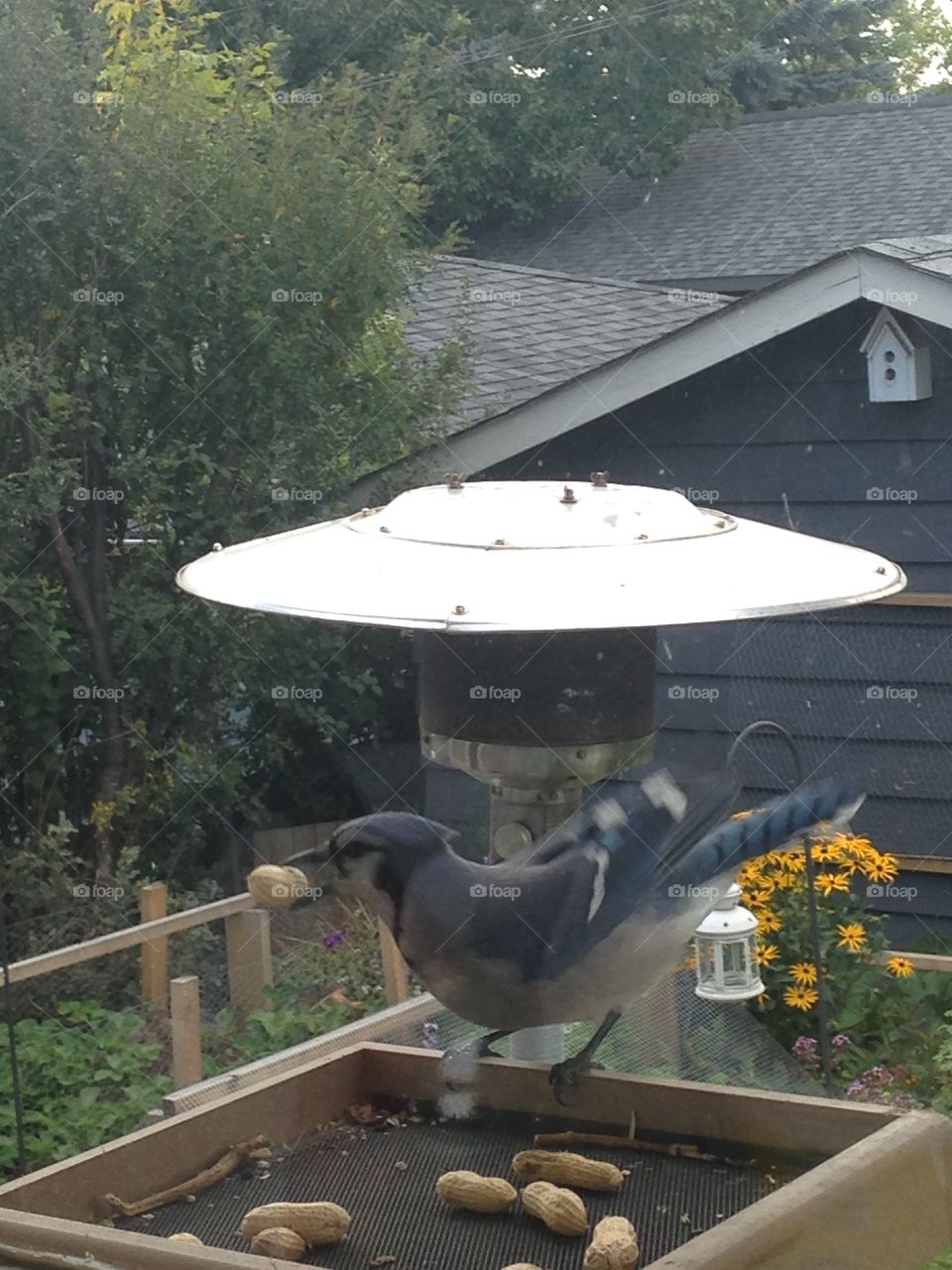 Beautiful blue jay 