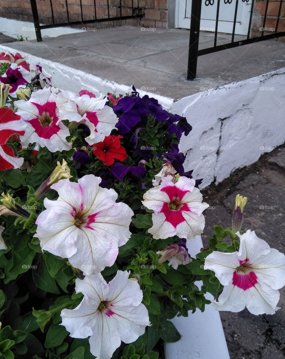 colorful flowers growing in the flowerbeds summer time street art