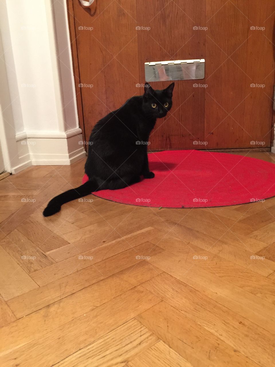 Black cat sitting on a red carpet 