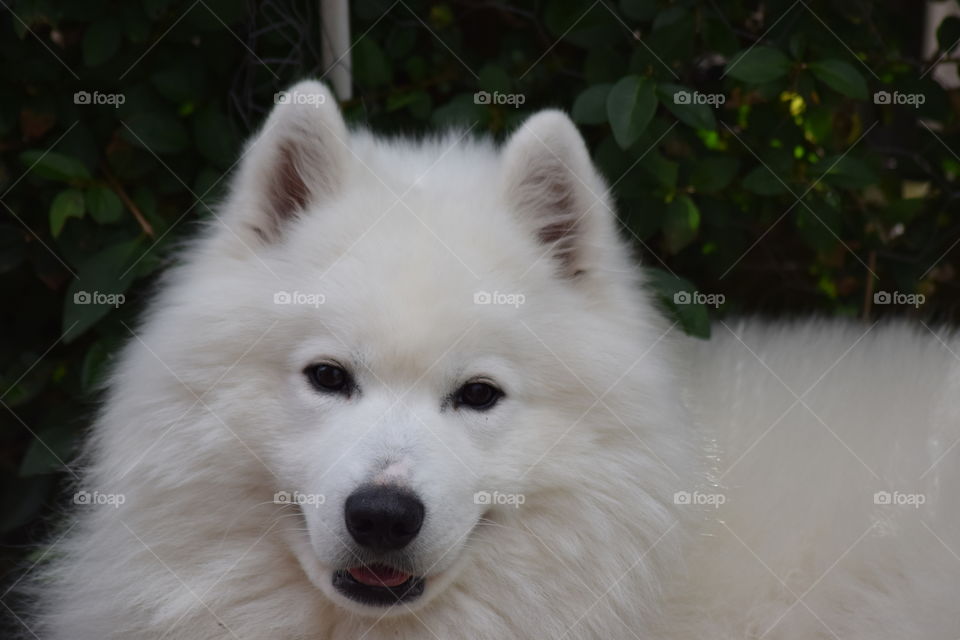 Samoyed dog pure white