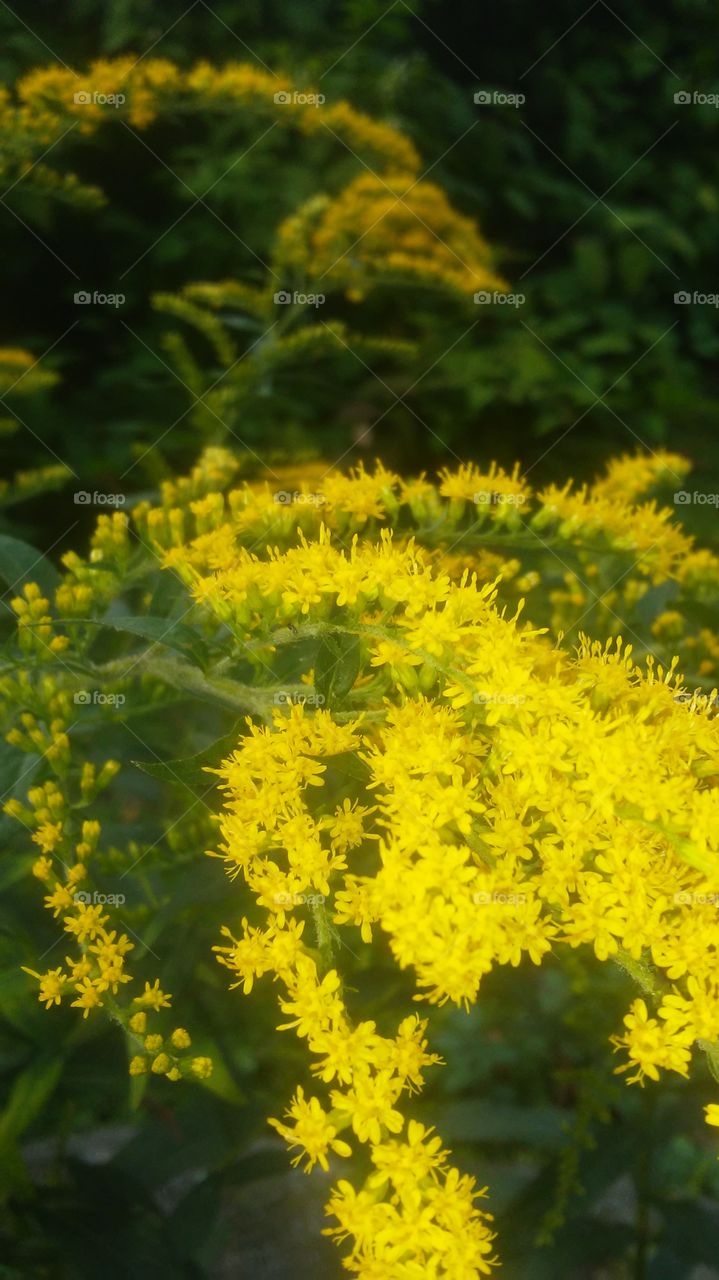 Nature, Flower, Flora, No Person, Leaf