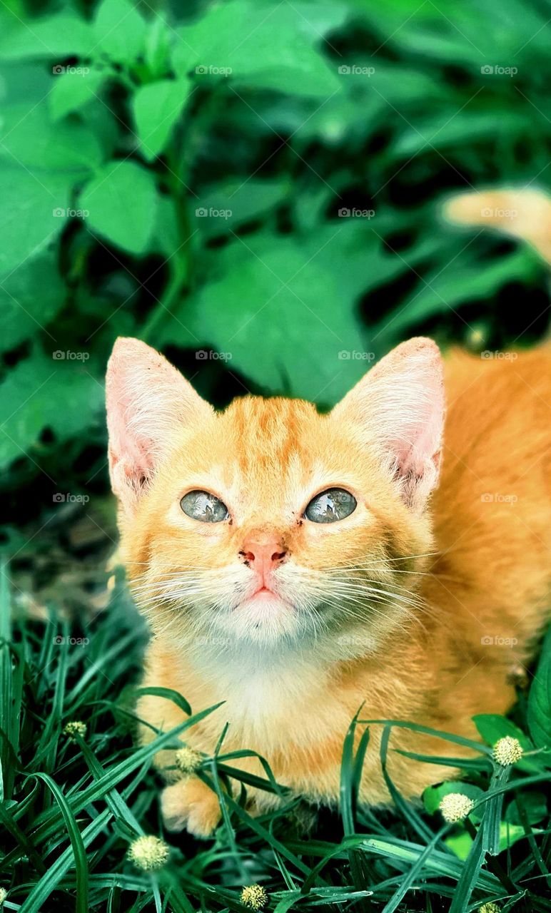 Close up of Orange Tabby Kitten