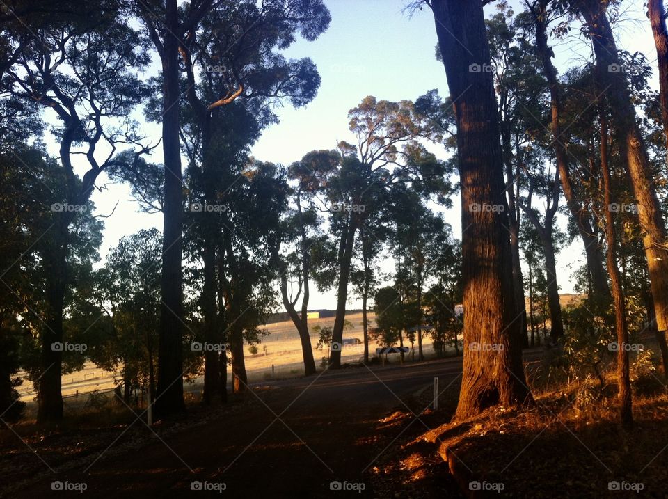 Australian bush sunset