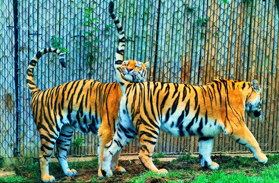 Loving tigers