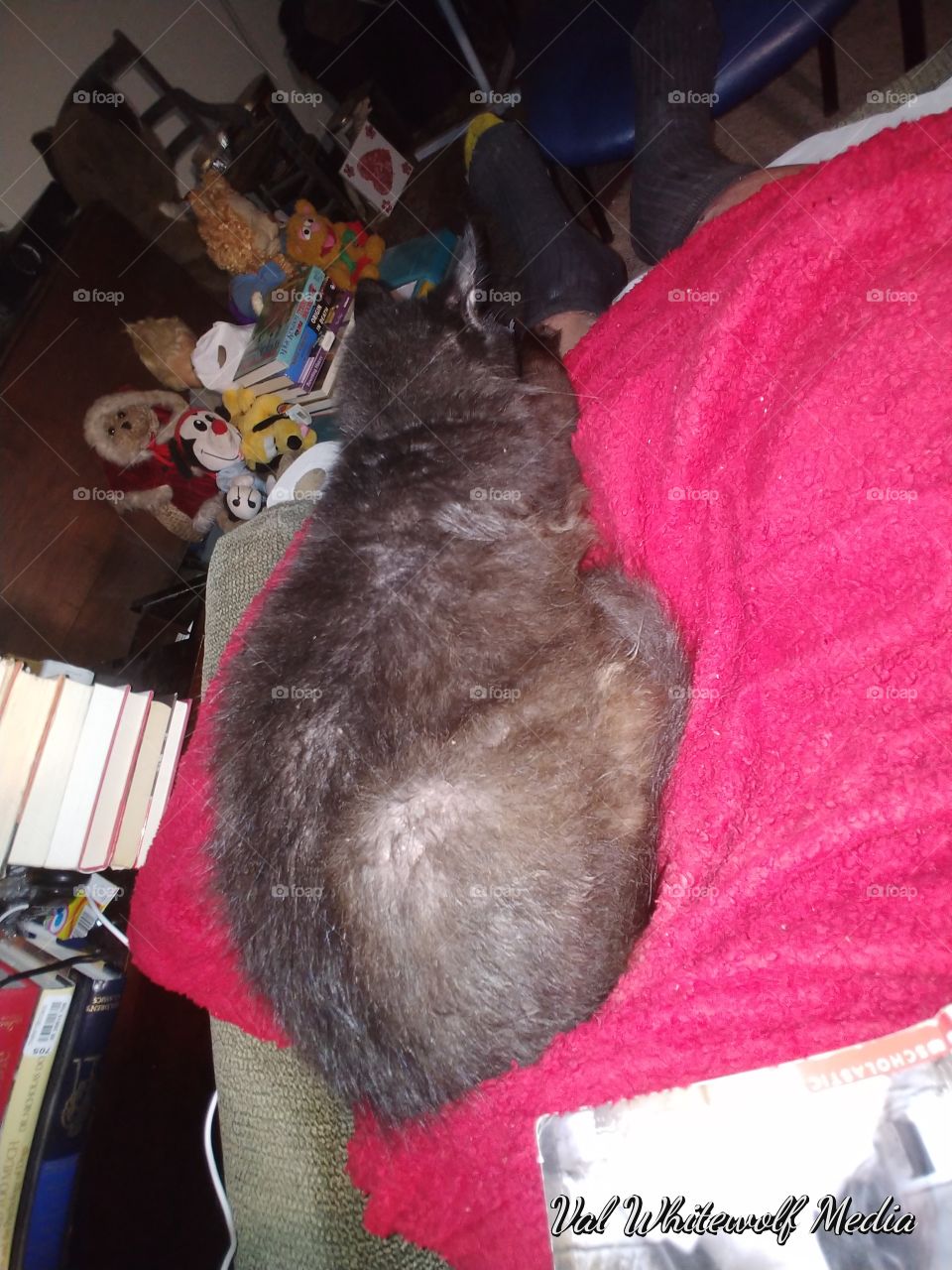 sleeping kitty black cat night red blanket