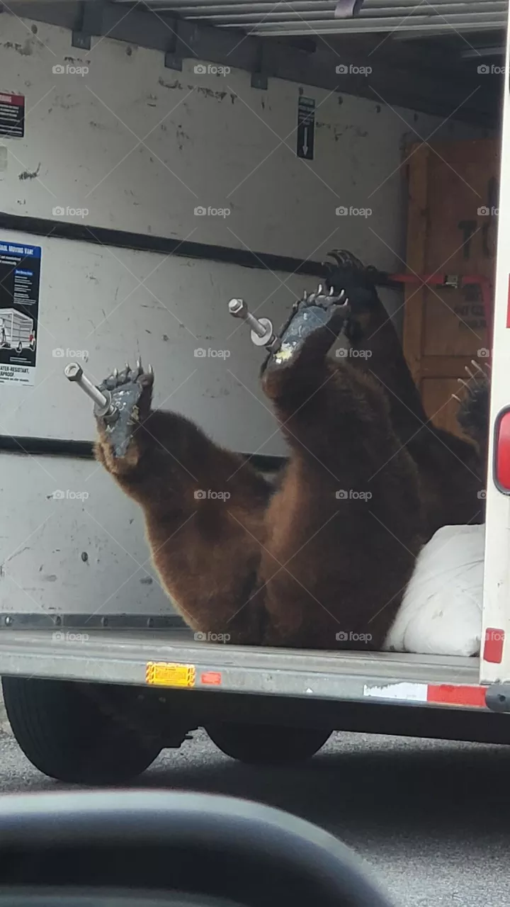 A startling image of a stuffed bear, being transported in the back of a moving truck, to its new home, where it will once again be proudly displayed