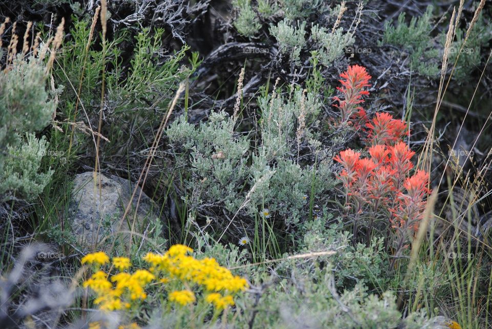 Indian Paintbrush with a Splash of Yellow