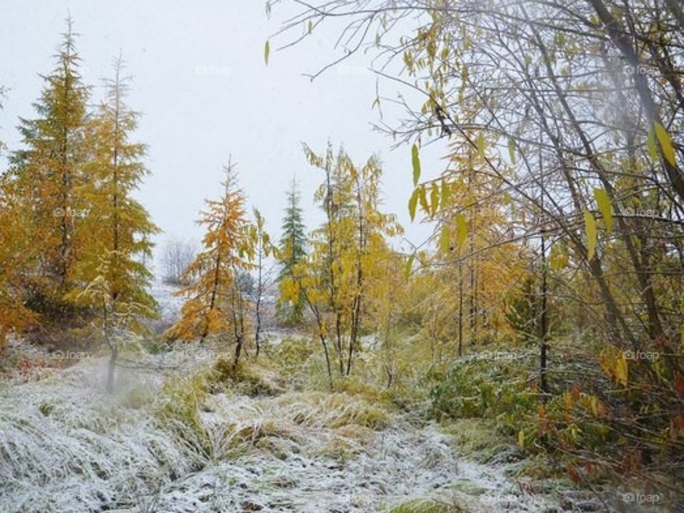 Зимние настроение