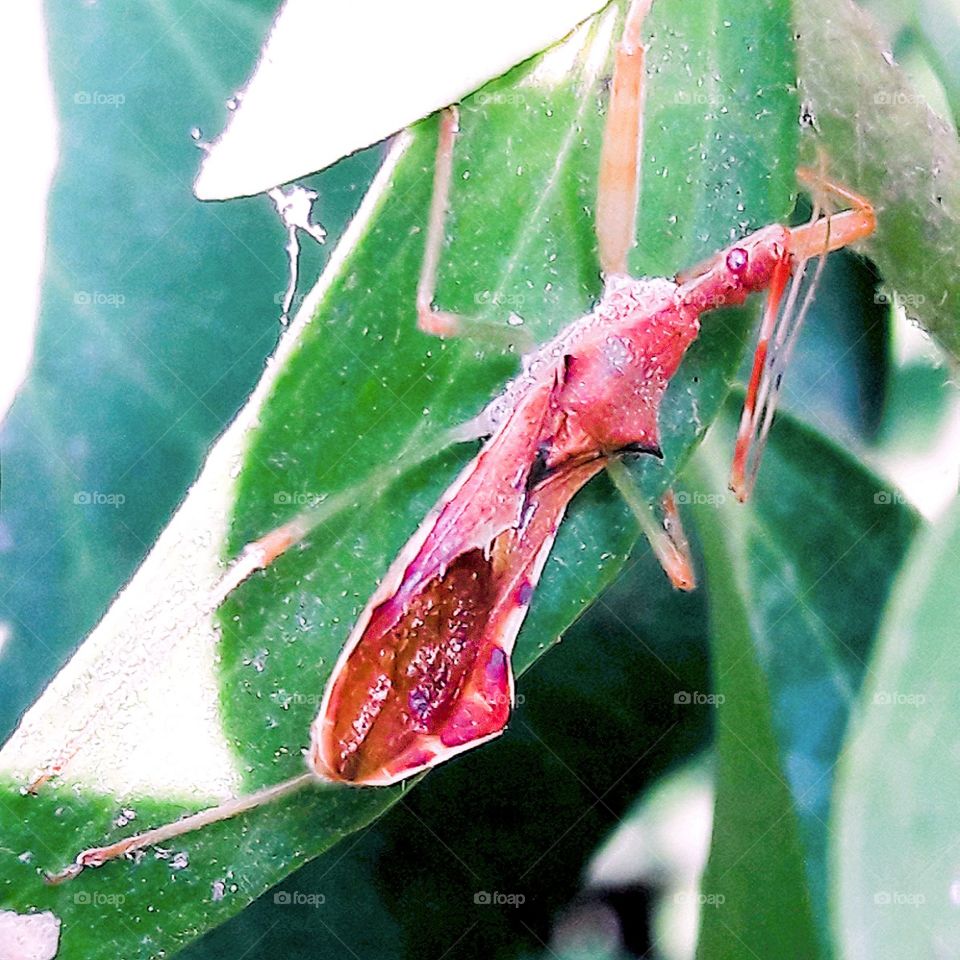 leaf insect