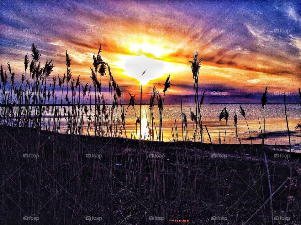 Reeds in sunset