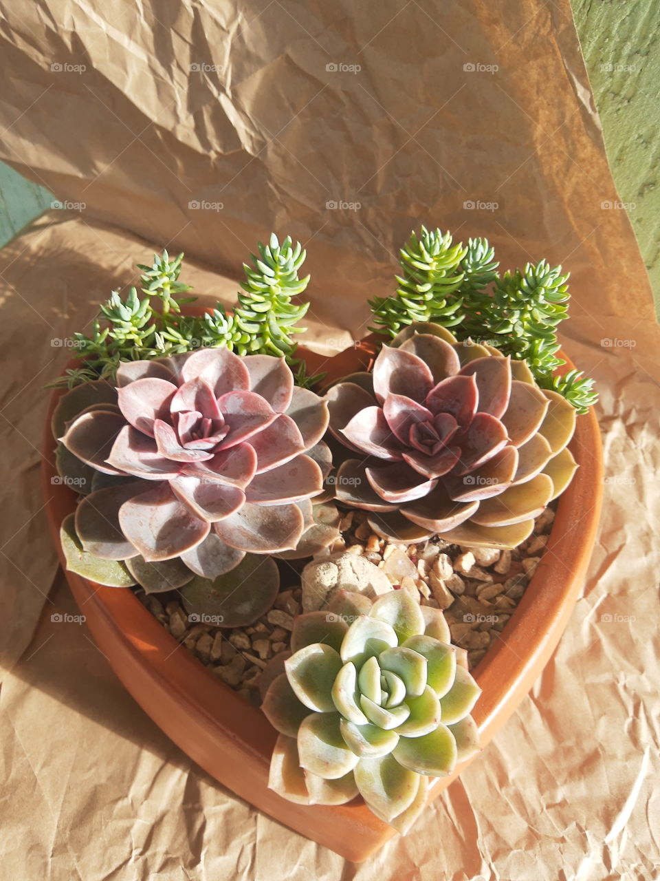 suculentas em coração