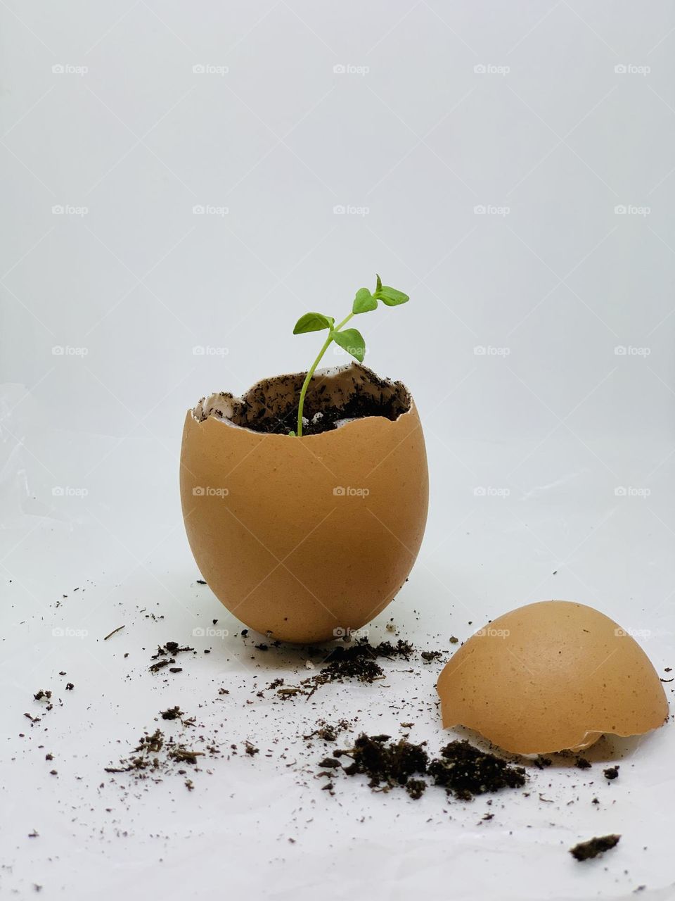 Plant growing in an egg shell 