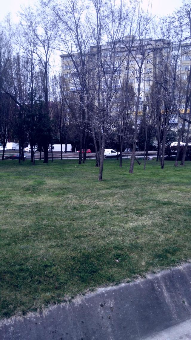 wooded